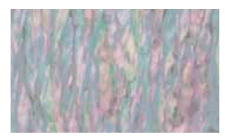 Clou Shell Sticker 40 x 70mm